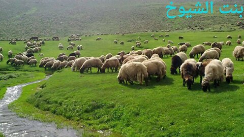 قصة وقصيدة عبدالله بن عبار@Badia11