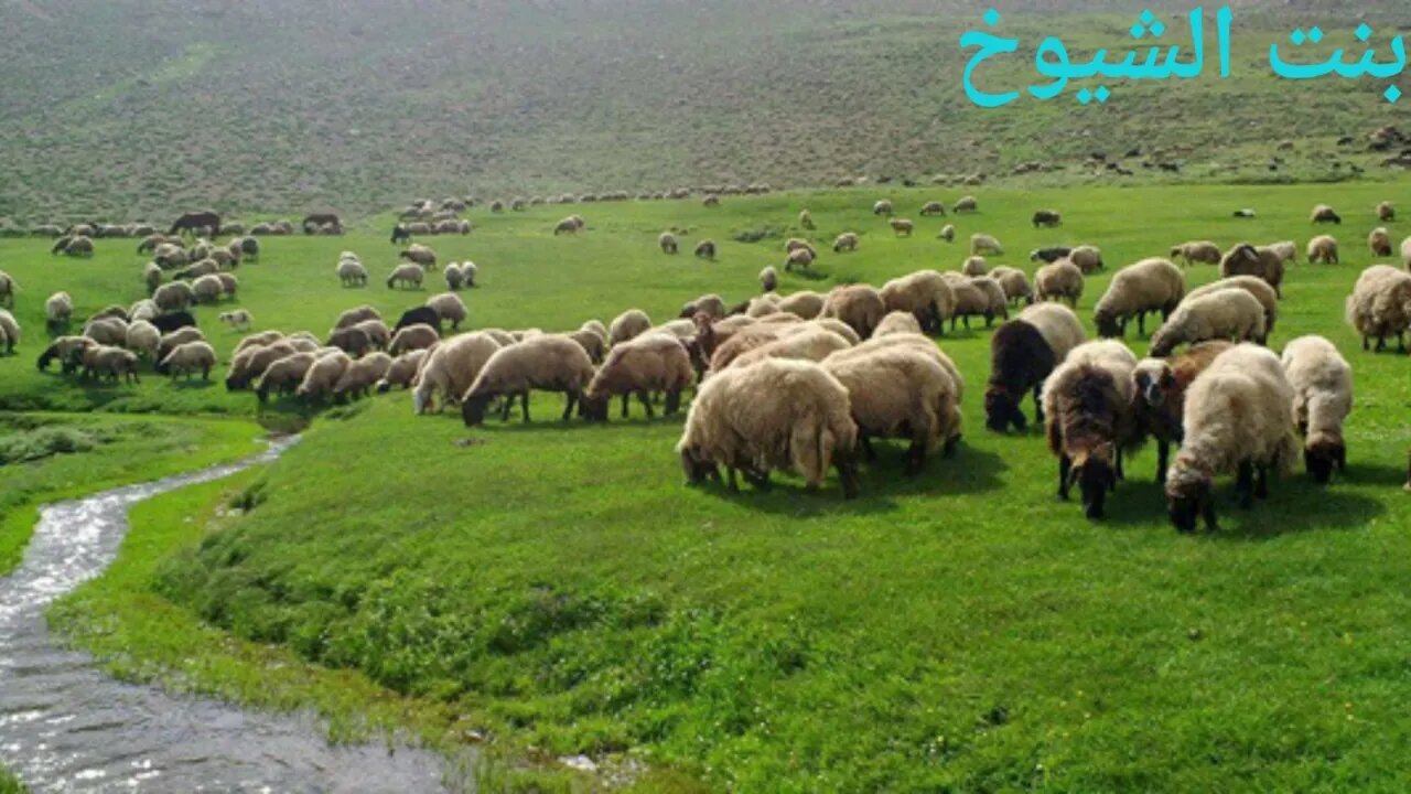 قصة وقصيدة عبدالله بن عبار@Badia11