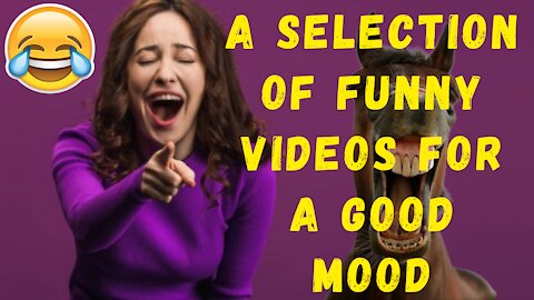 A selection of funny videos for a good mood