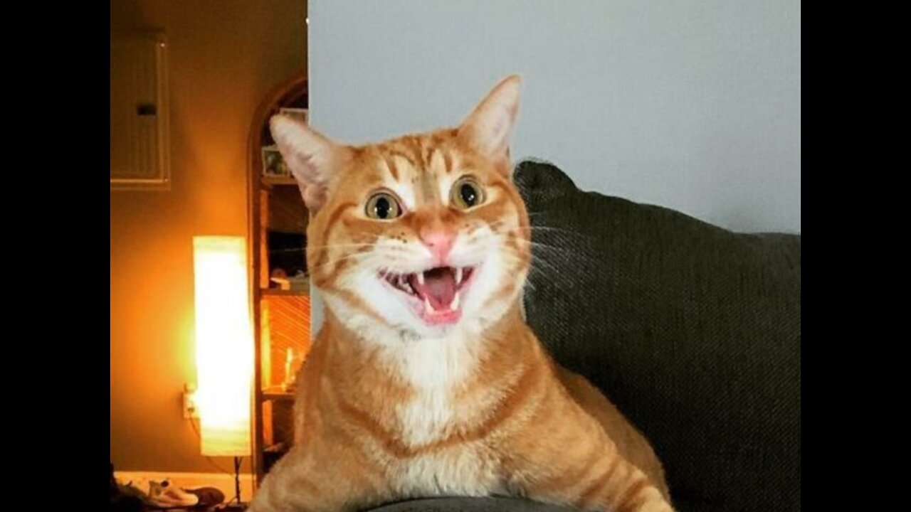 Animal LOLs: Side-Splitting Funny Moments!"