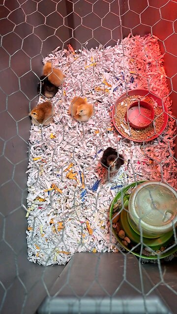 baby chicks round 4