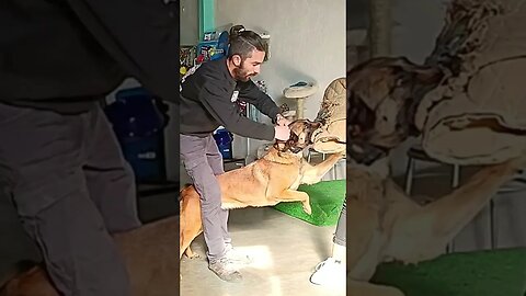 Como abrir a mordida em caso de ataque de cães #cães #dog #dogtrainer #caninetraining #obedience