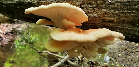 Cleaning, cooking, and eating Chicken of the woods เมนูเห็ดเนื้อไก่