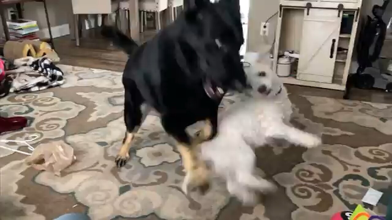 My Dogs Wrestling!