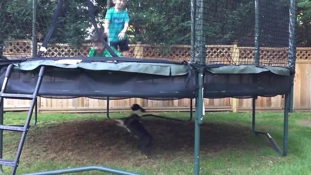 Two Boys Jump On A Trampoline And A Dog Runs Under