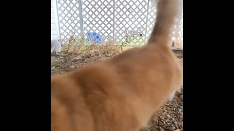 #cute kitties Liza &Leo 😸 Exploring the backyard 😍 🤩😻😻