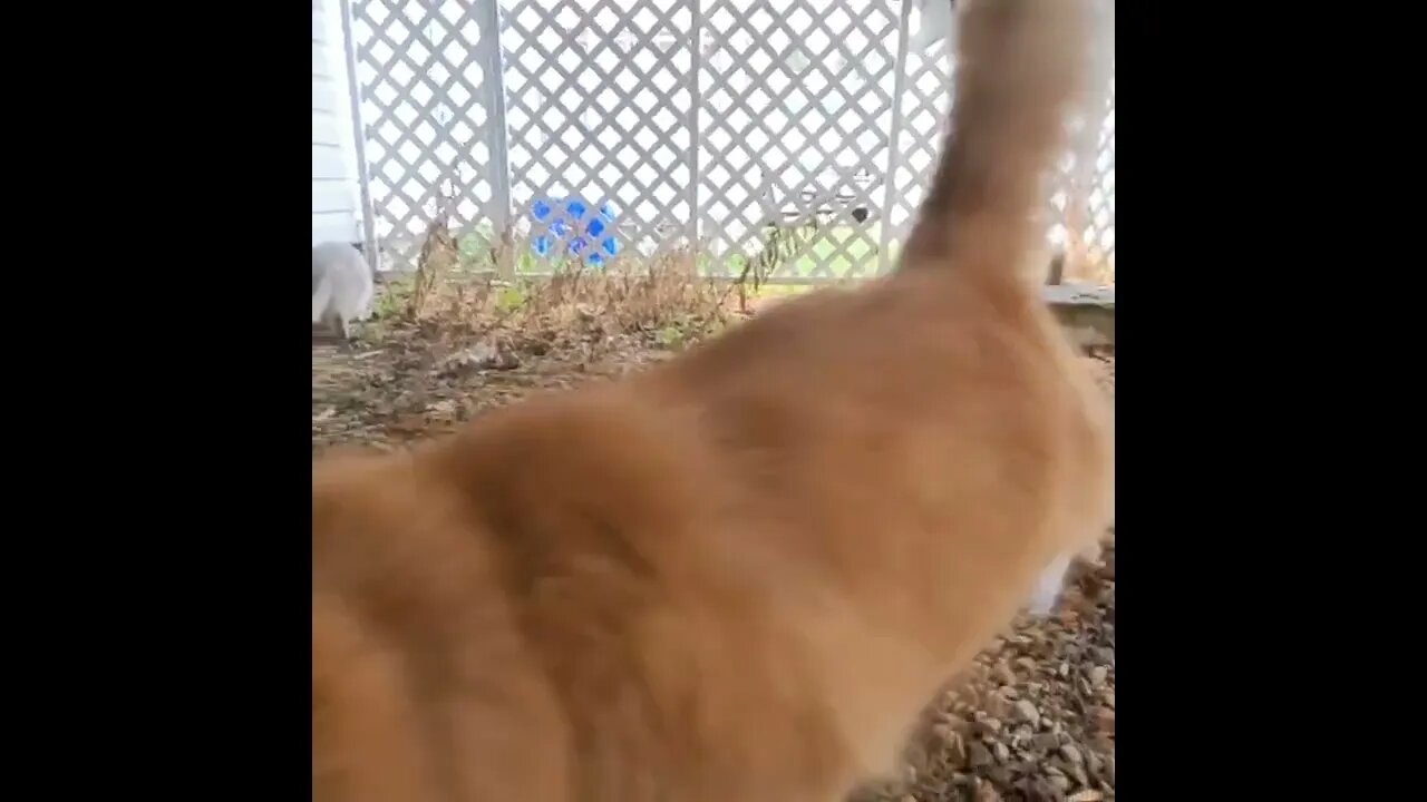 #cute kitties Liza &Leo 😸 Exploring the backyard 😍 🤩😻😻