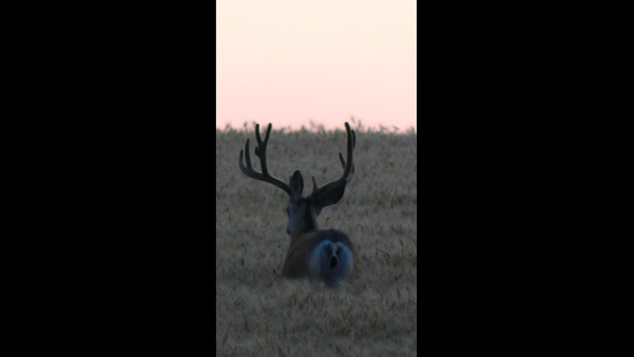 Muleys in the Wheat Field