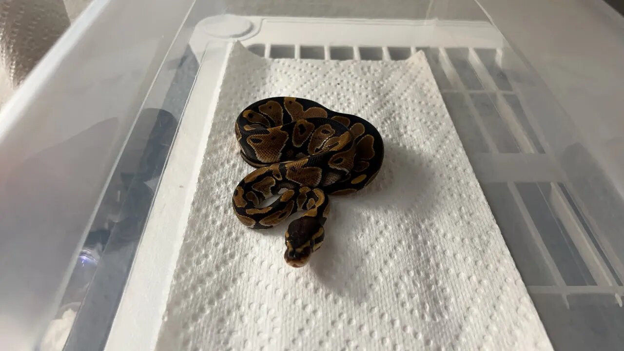 "AWW" THE BABY SNAKES EAT FOR THE FIRST TIME! 🤩🐍