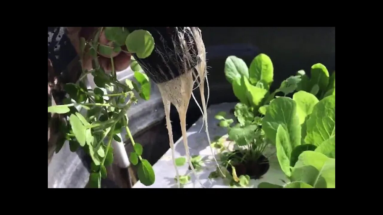 Now is the Time to Start Indoor Hydroponics – Epi-2990