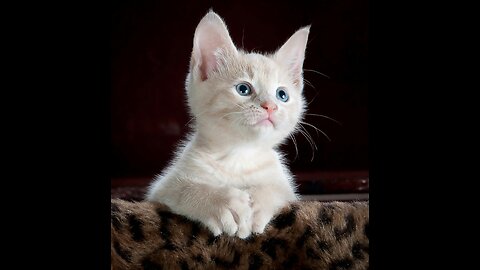 Relaxing Cat Purring and Grooming on Clothes _ Soothing Pet Sounds for Stress Relief