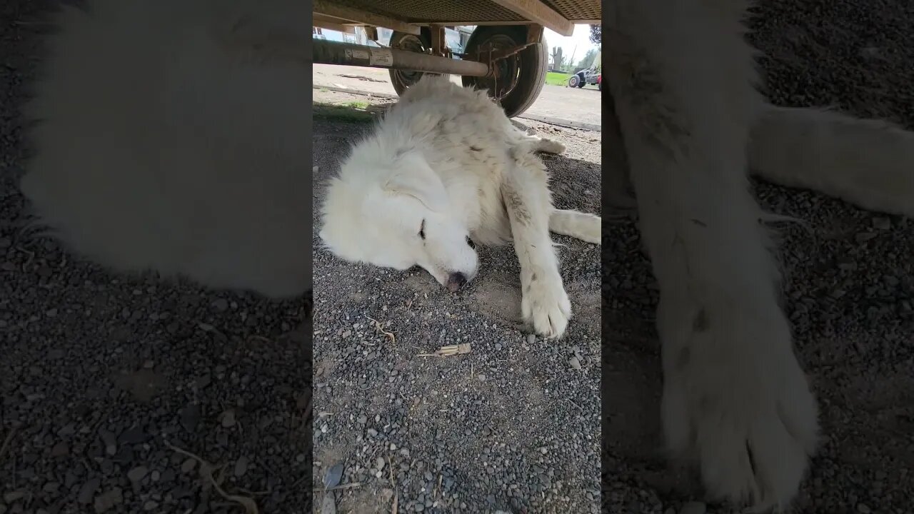 rebuild #sheep #shearing #dog #animal #sheepfarming #puppy #guarddog #greatpyrenees