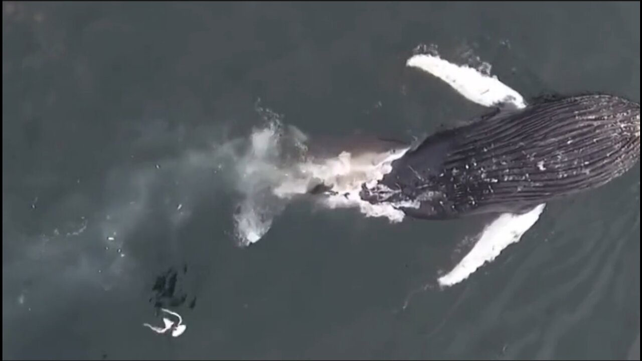 Shark eats humpback whale