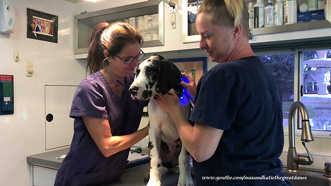Puppy visits mobile vet in front of his home
