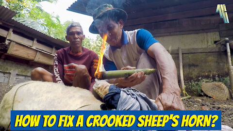 Wow insane! Repairing a sheep horns using fire