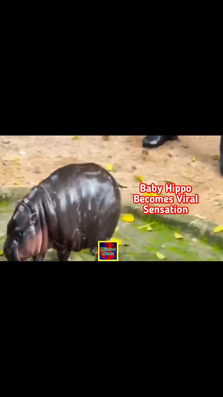 Baby Hippo named Moo becomes viral sensation