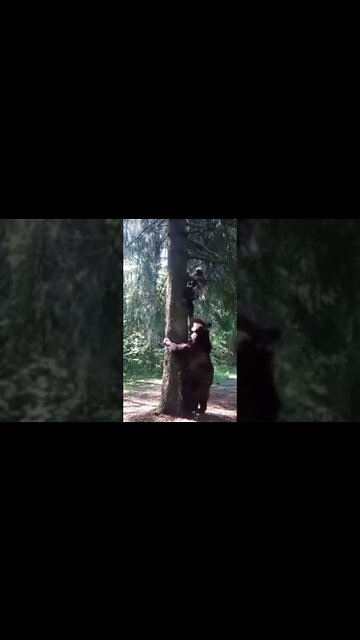 Bear cases man up a tree #joerogan #mrbeast #nojumper