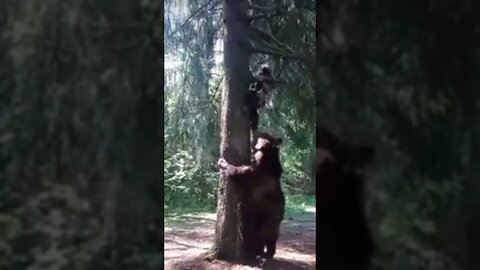 Bear cases man up a tree #joerogan #mrbeast #nojumper