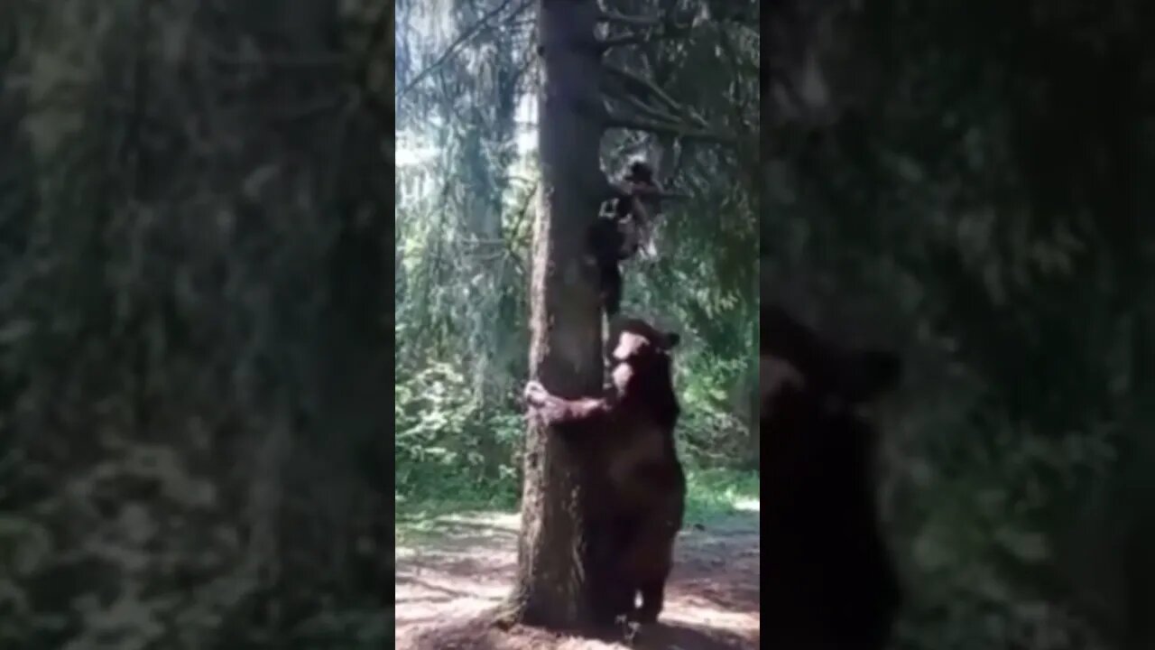 Bear cases man up a tree #joerogan #mrbeast #nojumper