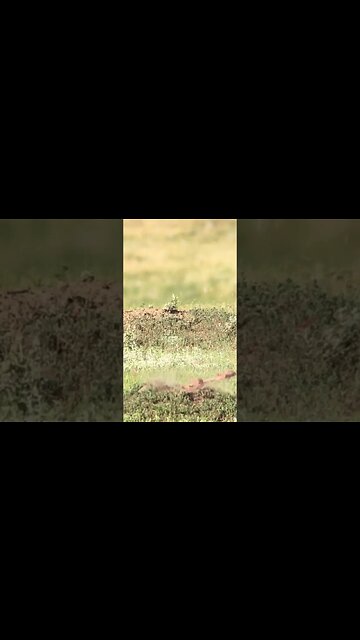 Vaporizin sh!t at 200 yds🎯 #shorts