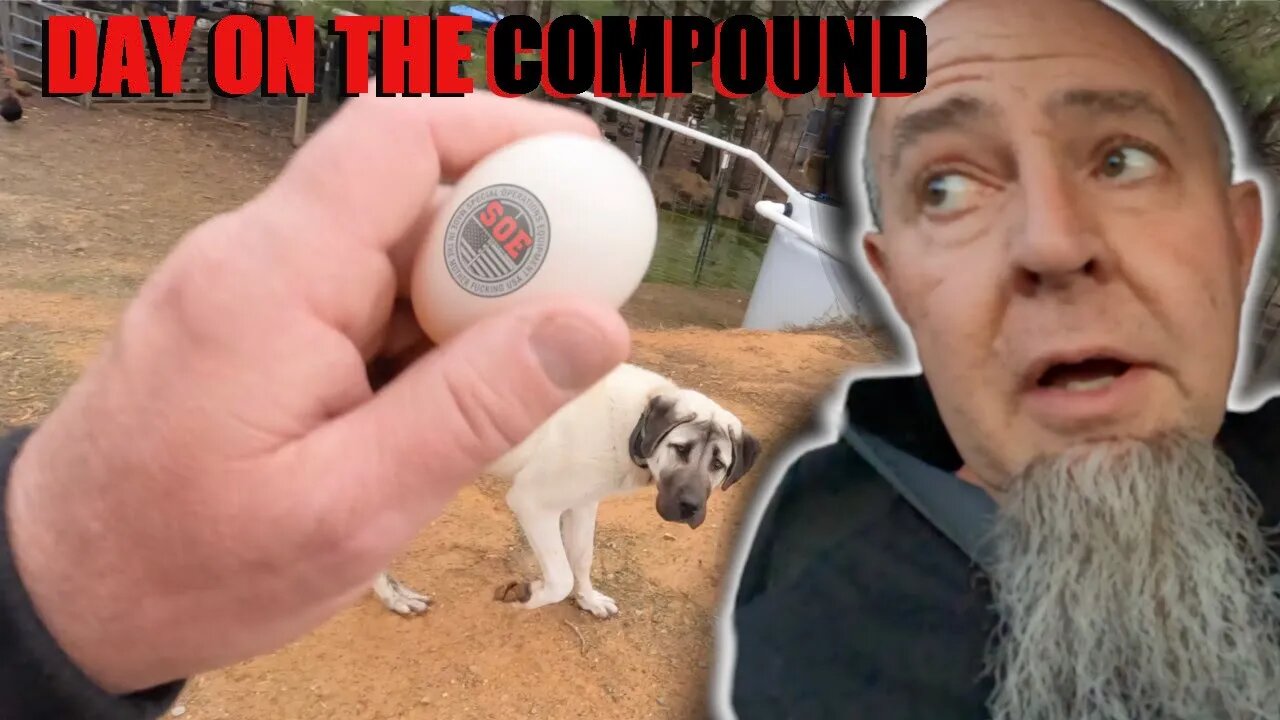 How to stop an egg sucking dog! D.O.C 185 #farmlife #farming #prepare #prepping #prepper #homestead