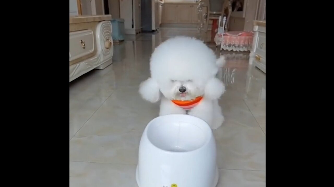 Dog playing with ball ll funny white dog