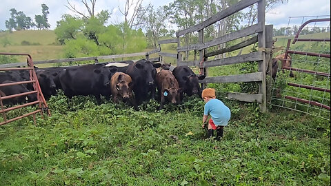 Working the bull, calves, including castrating!