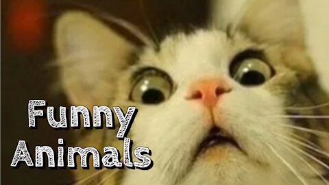 Amazing Cute Pets And Funny Animals Package