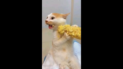 funny cat 🐈🐈🐈