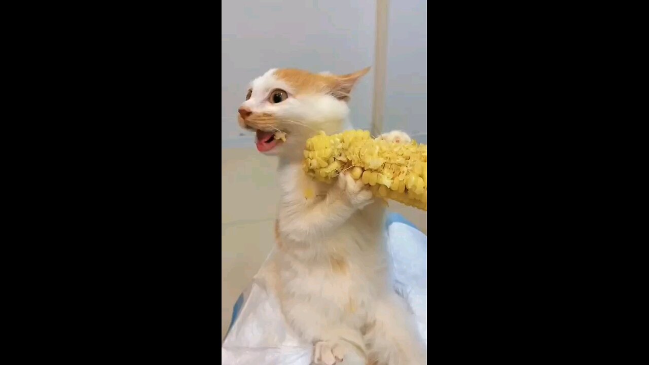 funny cat 🐈🐈🐈