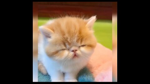new cat cute video