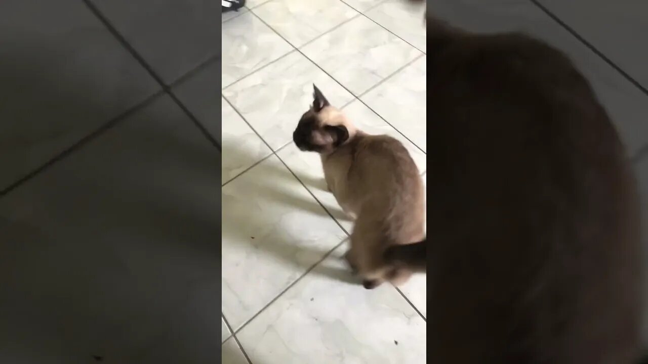 Cat dark #cat #shortsyoutube