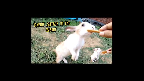 Rabbit Eat Biskut By Jump up 🐇🐇| Force to Attack |Nice activity