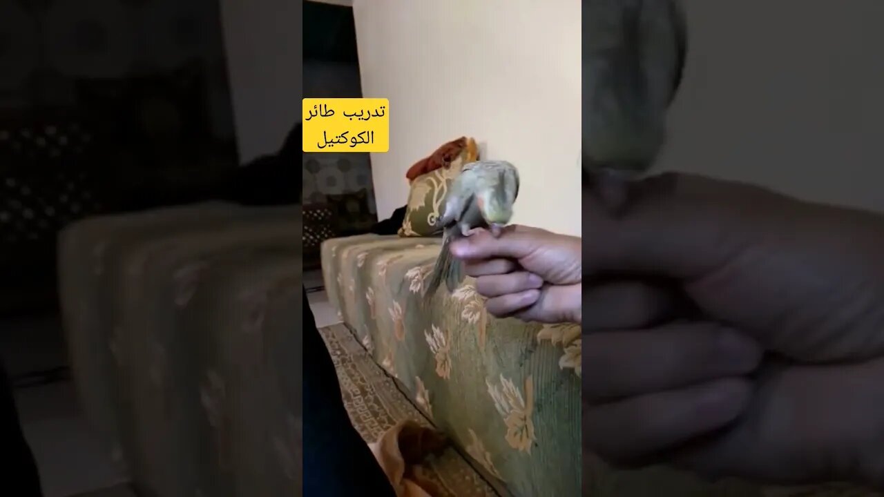 تدريب طائر الكالوبسيت ألبينو عين حمراء كيوت