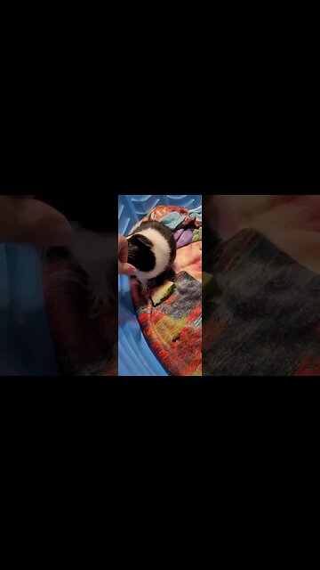 pure bliss #shorts #pets