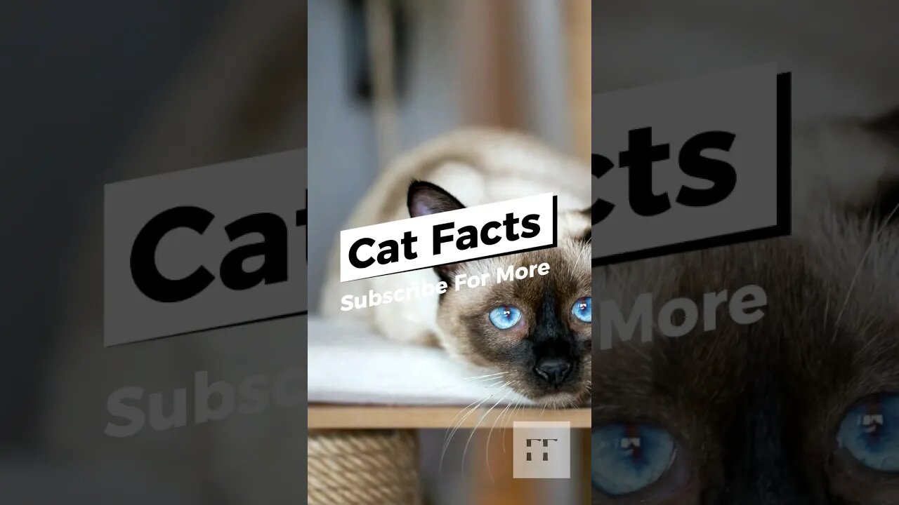 Cat Facts - You Don't Know😺#cats #catfancy #catlover #cat #catvideos #catsoftiktok #catsofinstagram