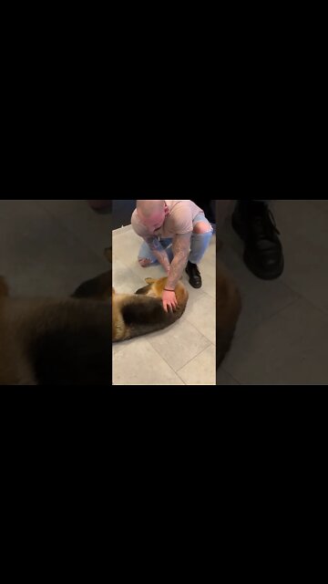 German Shepherd had a pain in the leg…. Dog chiropractor fixed it.