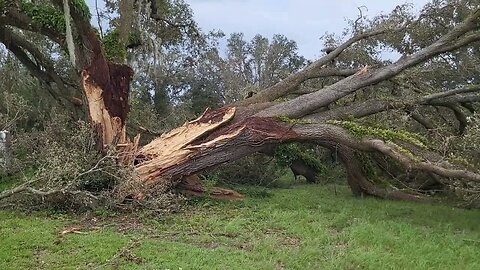 Hurricane Idalia Destroyed Giant Trees