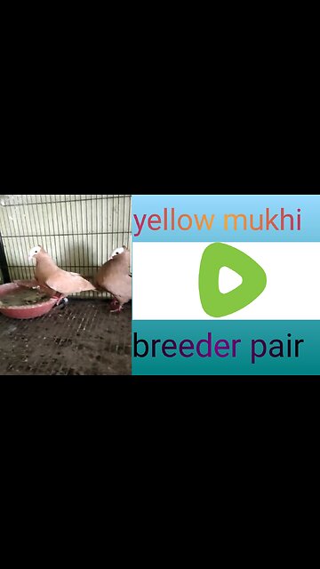Yellow mukhi beautiful pair