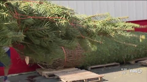 Walmart now delivering trees