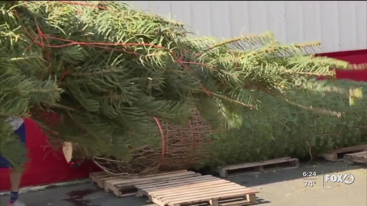 Walmart now delivering trees