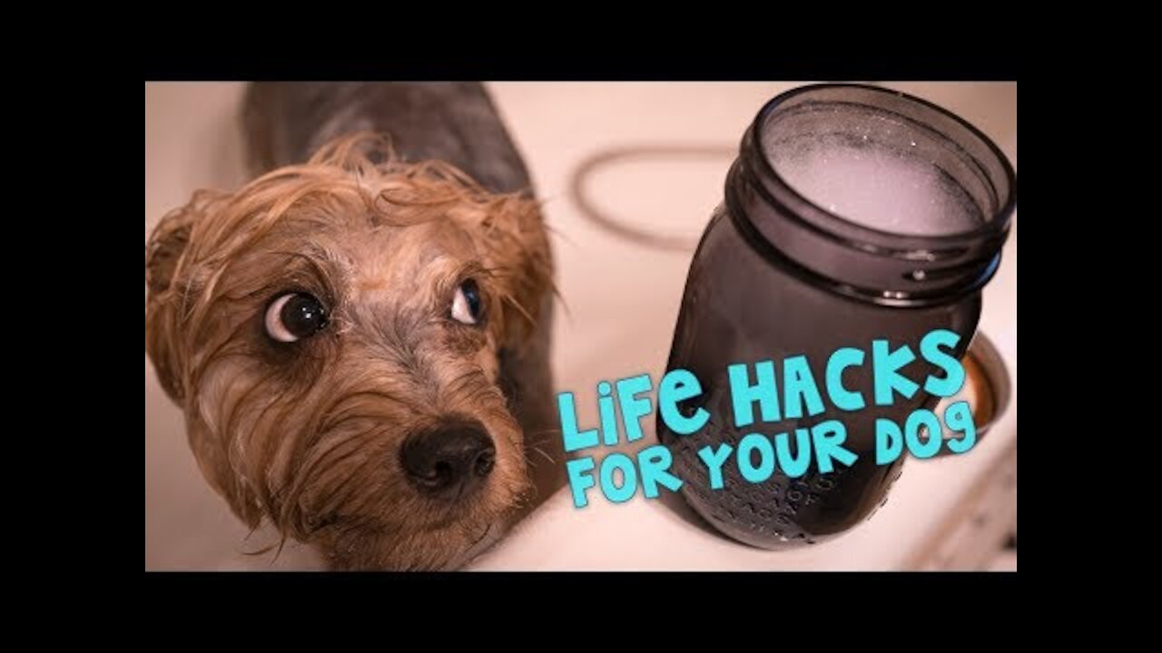 MUST WATCH Awesome Life Hacks For Your Dog!!