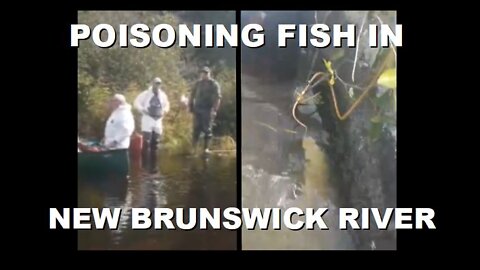 Environmental Agents in Hazmat Suits caught Poisoning Fish in New Brunswick River | Sept 8th 2022