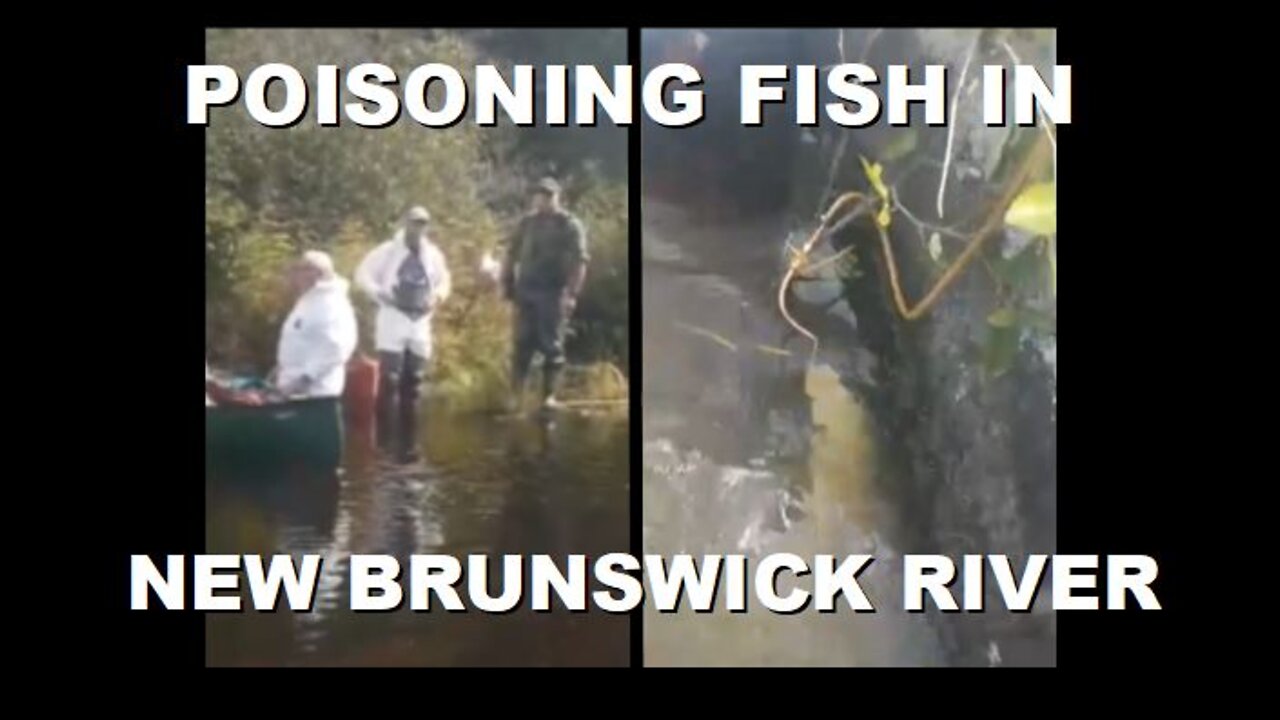 Environmental Agents in Hazmat Suits caught Poisoning Fish in New Brunswick River | Sept 8th 2022