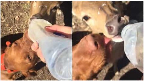 Cão e cervo partilham biberão e provam ser bons amigos