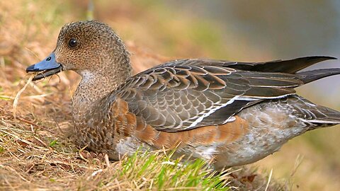 Mischievous Female Wigeon Interrupts Mallard Duck Couple's Peaceful Day