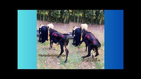 FUNNY ANIMALS VIDEO | BEST FUNNY VIDEO