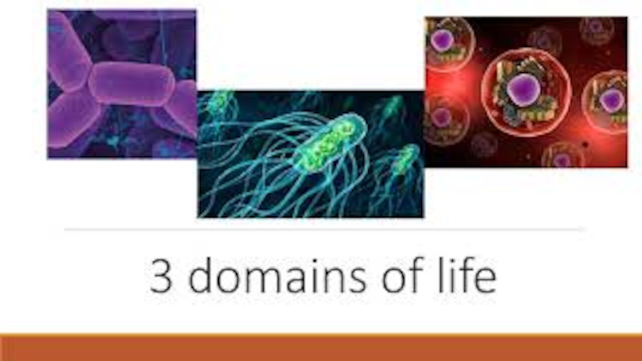 3 domains of life | Biology Lecture