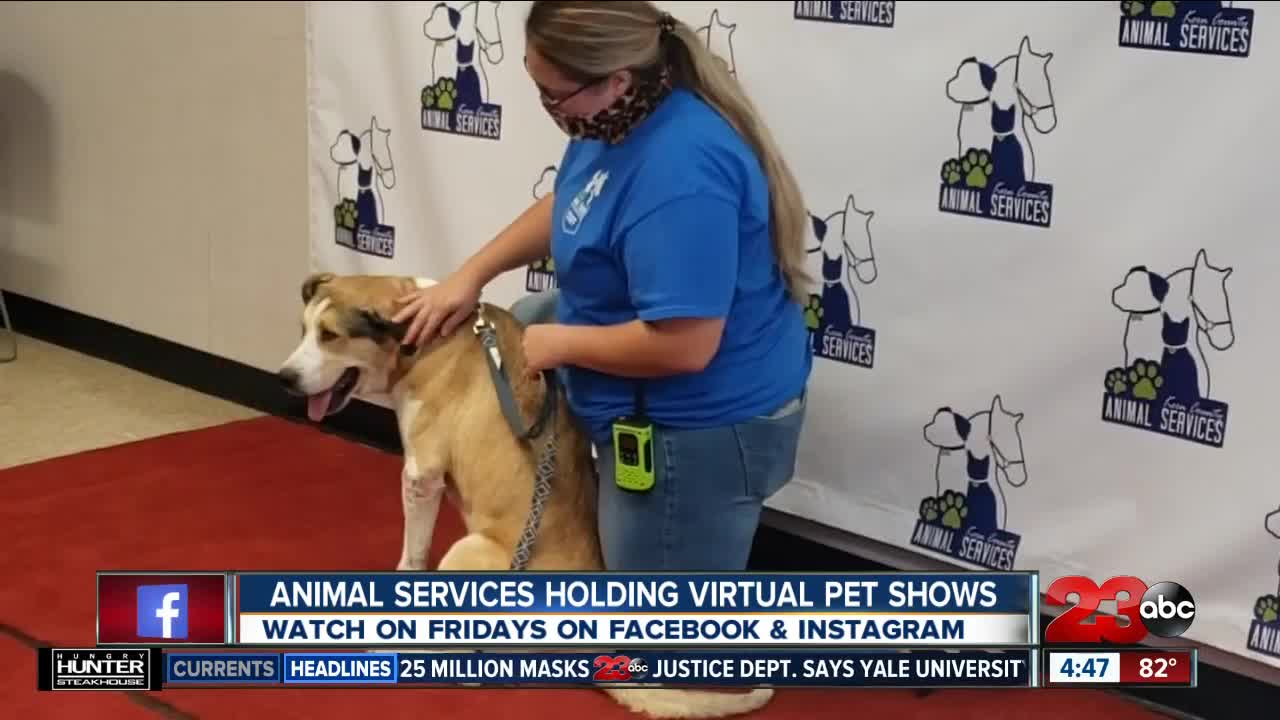 Adoptable pets walk the red carpet during Animal Services virtual pet shows