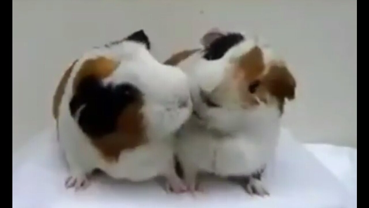 Cute rabbits sharing their foods equally♥❤
